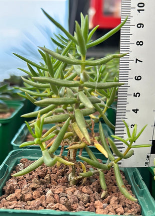Crassula tetragona