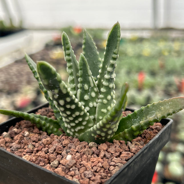 Tulista pumila 'Dinosaur'