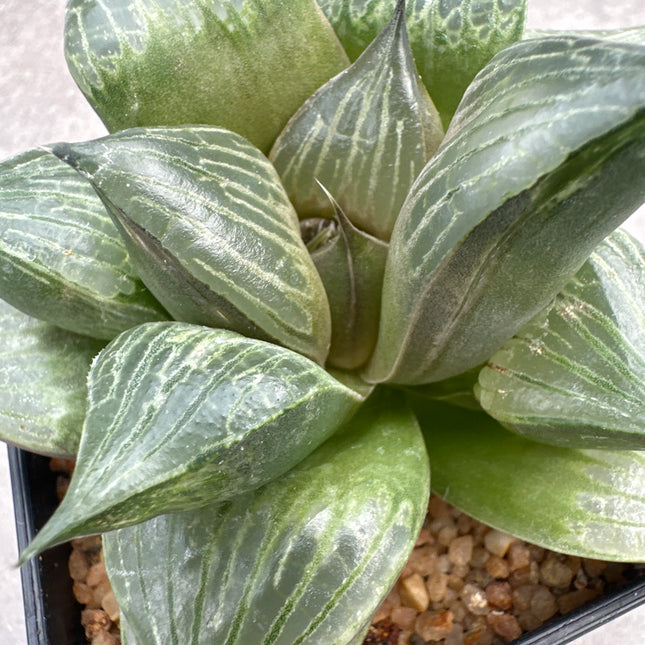 Haworthia ‘Daimajin’