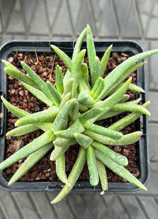 Bergeranthus jamesii