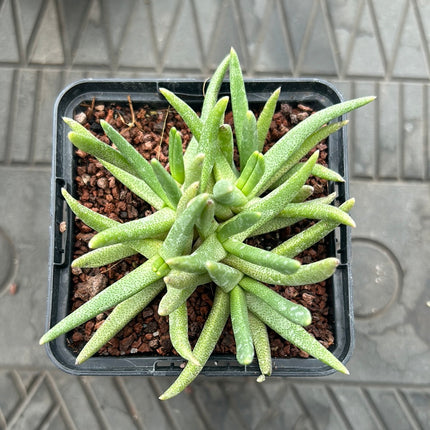 Bergeranthus jamesii