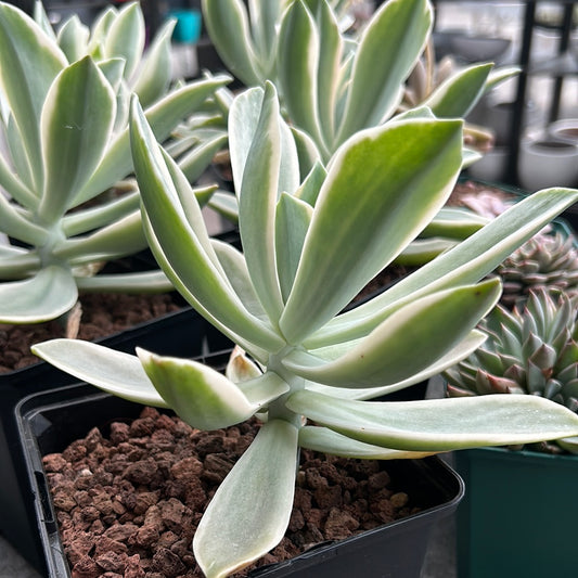 Bunte Graptoveria 'Fred ives'