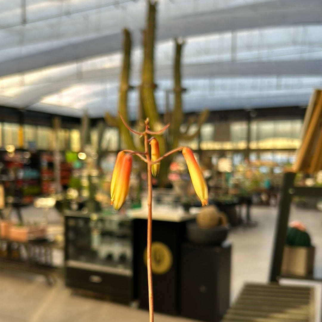 Aloe fleuretteana