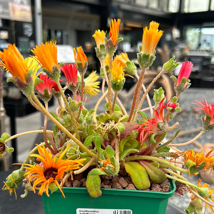 Dorotheanthus bellidiformis