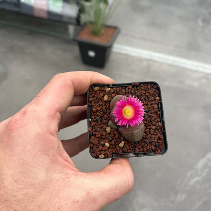 Pleiospilos nelii "Royal Flush"