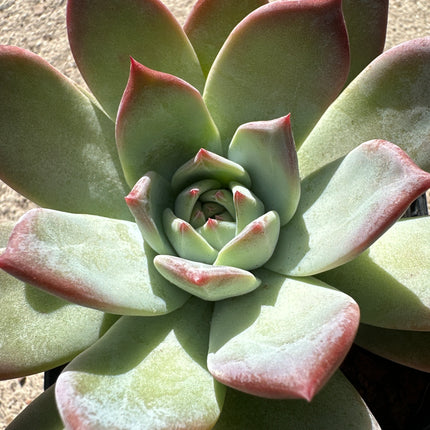 Echeveria colorata f. brandtii | Echeveria Nácar de Rubí