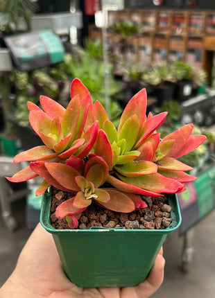 Crassula capitella 'Campfire'
