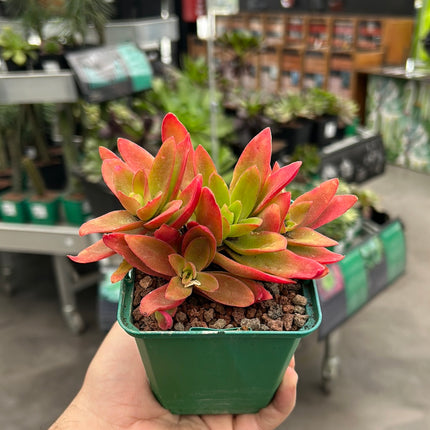 Crassula capitella 'Campfire'