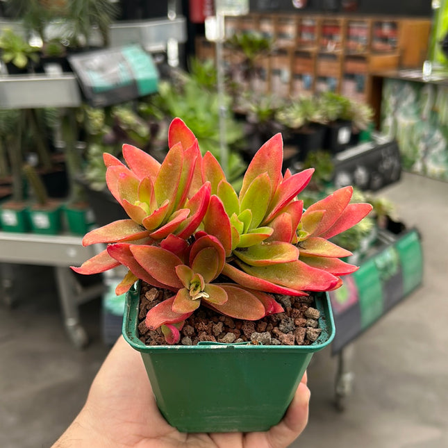 Crassula capitella 'Campfire'