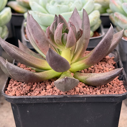 Echeveria ‘Black Night’