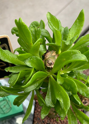 Tylecodon paniculatus