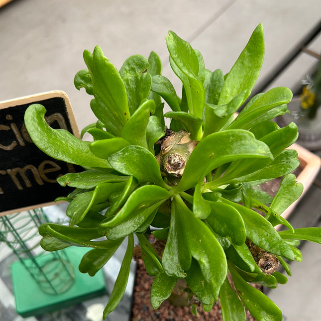 Tylecodon paniculatus