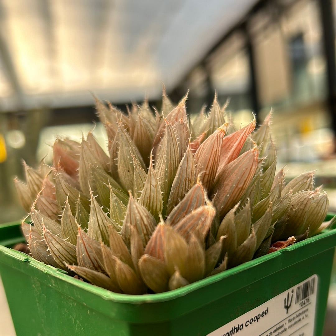 Haworthia cooperi var. hissui