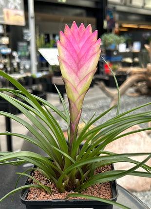 tillandsia cyanea