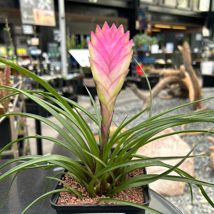 tillandsia cyanea