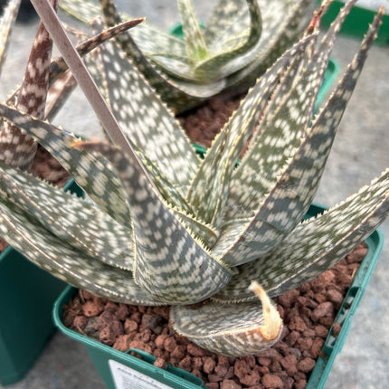 Aloe hemmingii