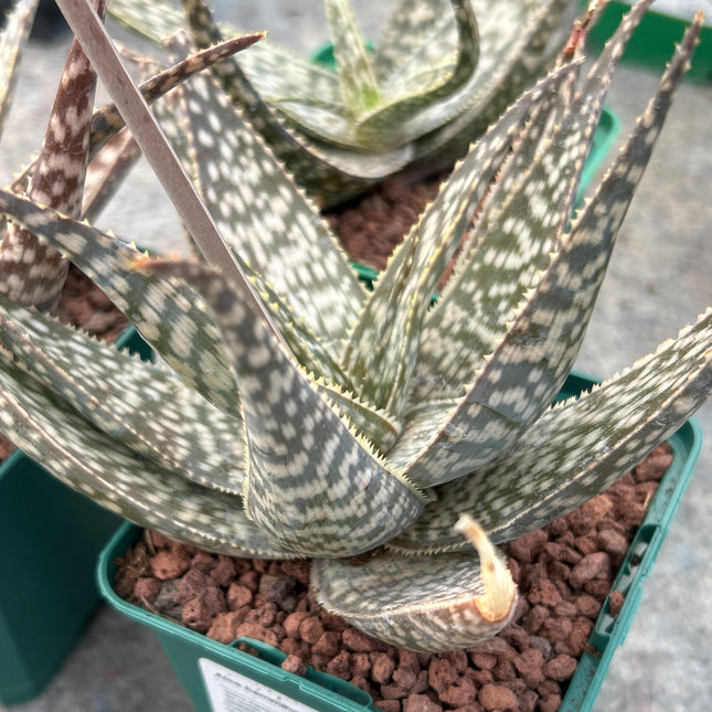 Aloe hemmingii