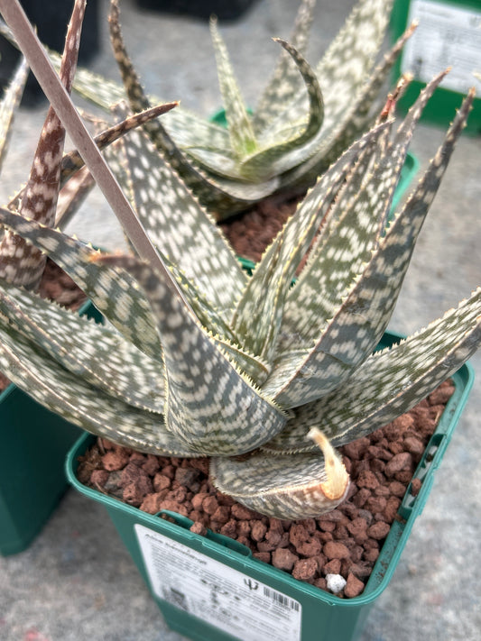 Aloe hemmingii