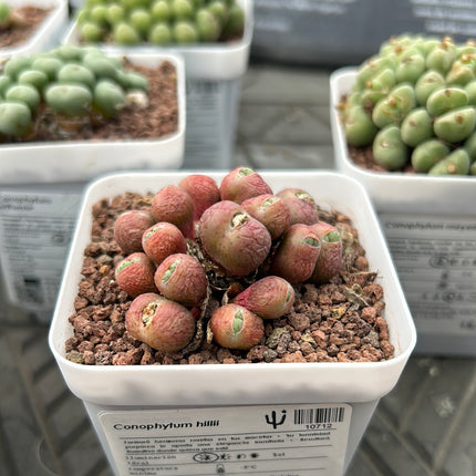 Conophytum hillii