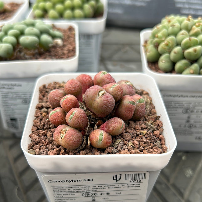 Conophytum hillii