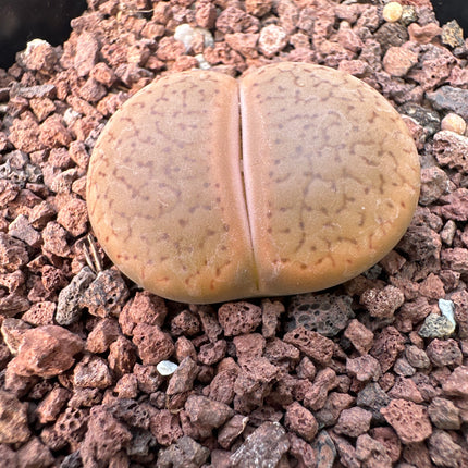 Lithops hookeri var. marginata C118