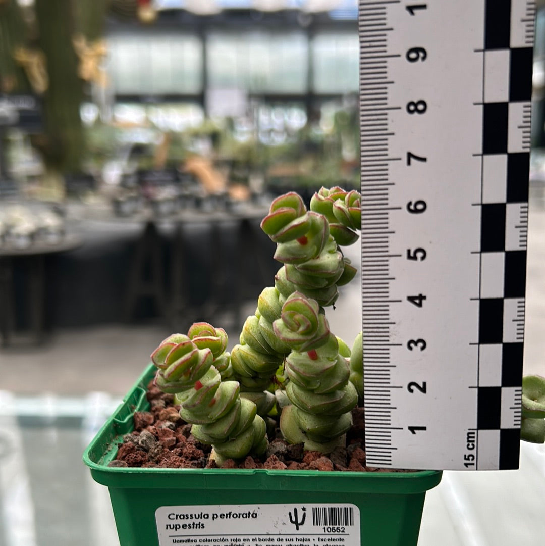 Crassula perforata rupestris