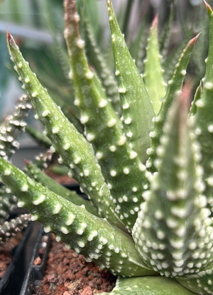 Tulista 'Carinata' (T. marginata x T. pumila)