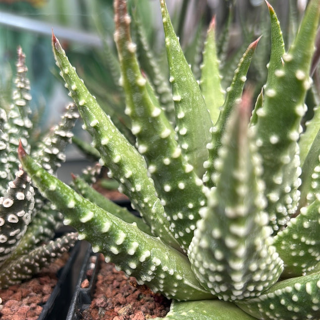 Tulista 'Carinata' (T. marginata x T. pumila)