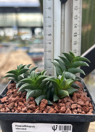 Haworthiopsis viscosa var. viscosa