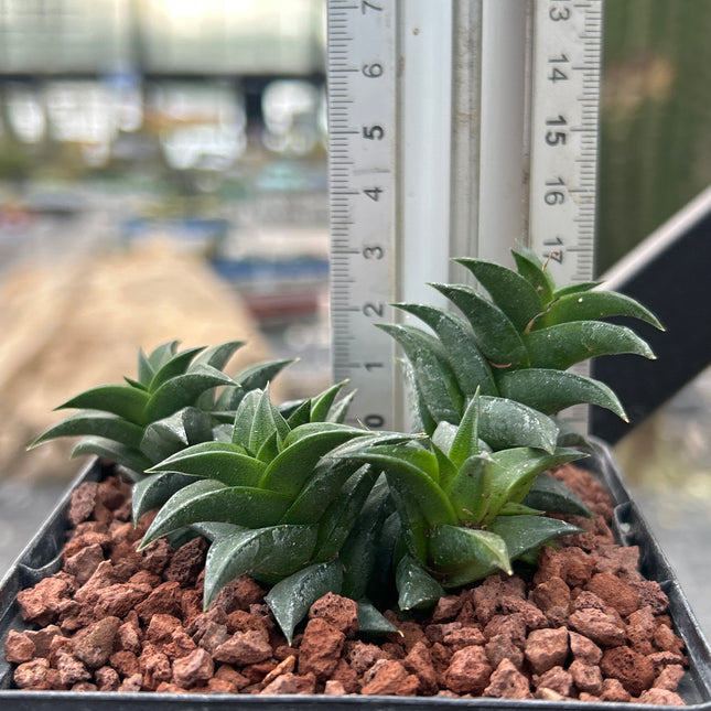 Haworthiopsis viscosa var. viscosa