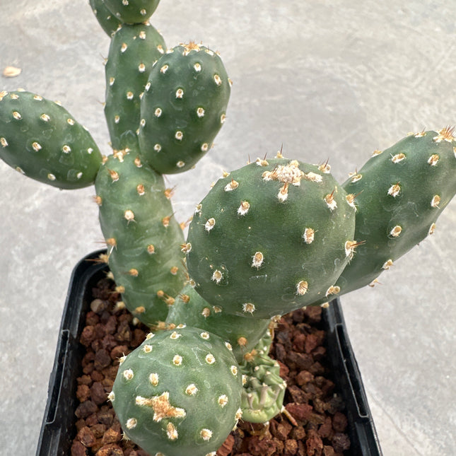 Opuntia fragilis f. inermis