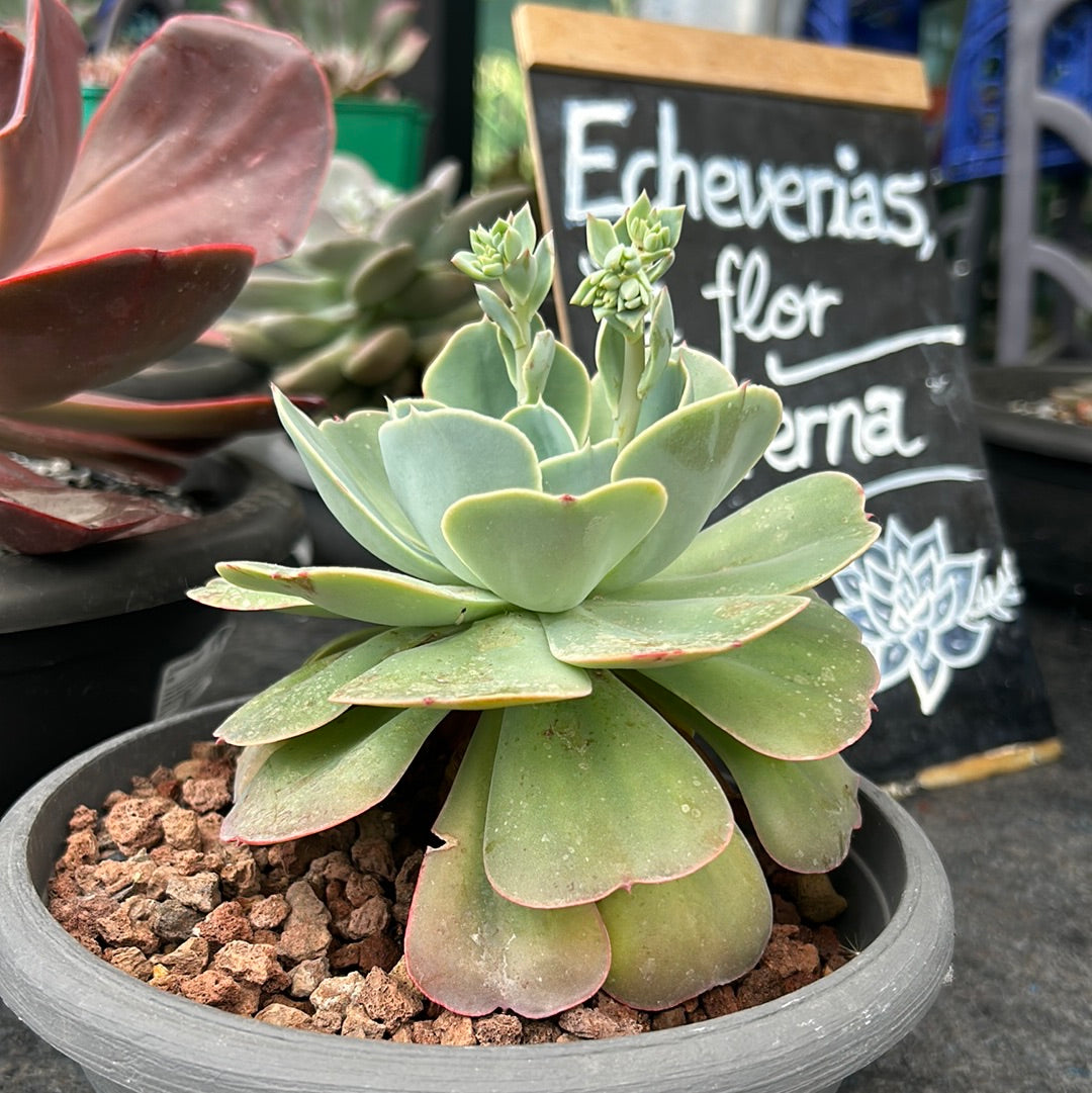 Echeveria secunda