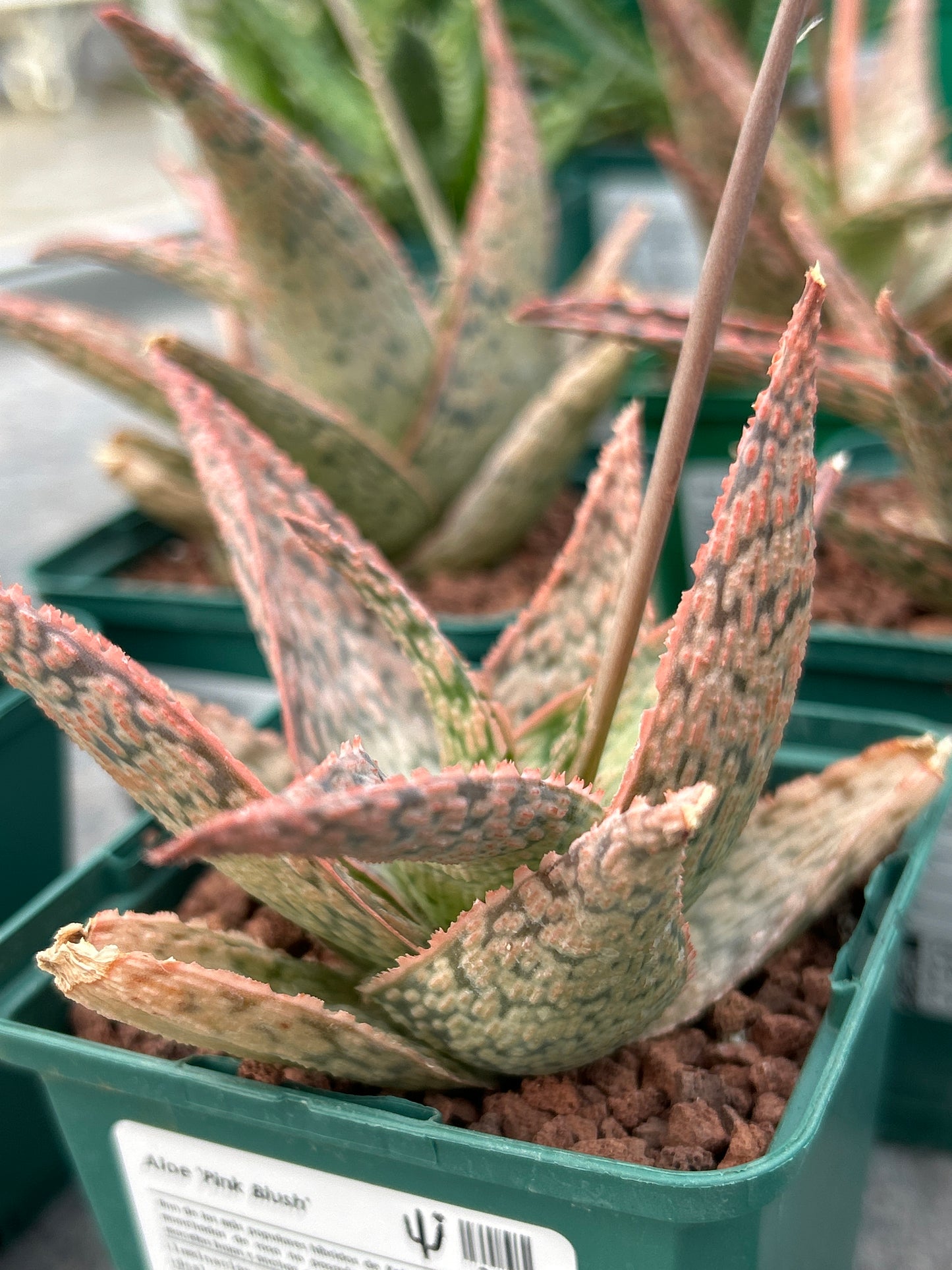 Aloe 'Pink Blush'