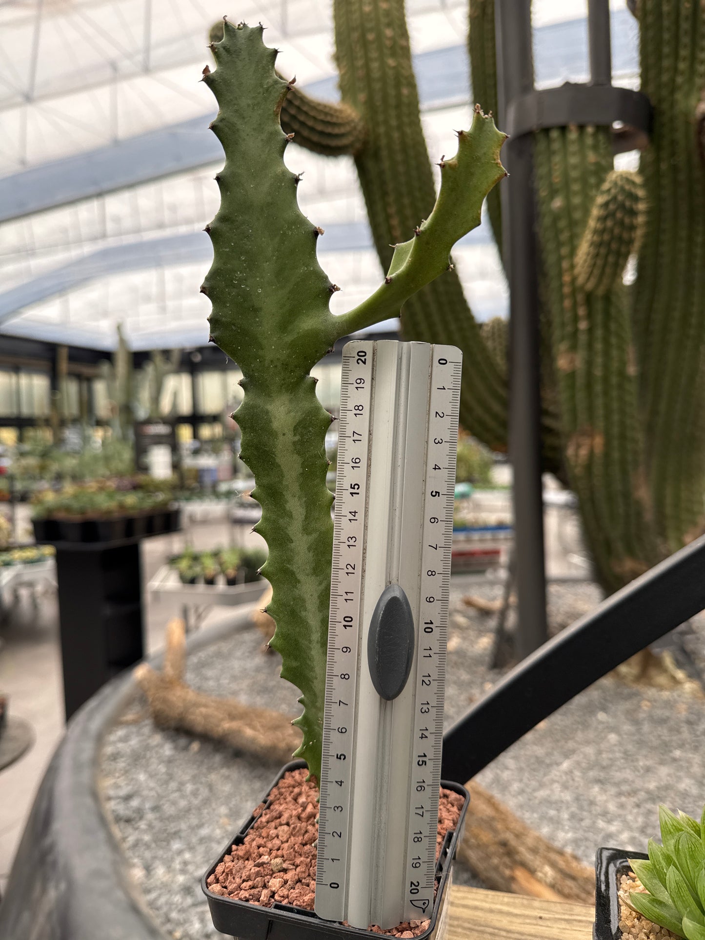 Euphorbia lactea