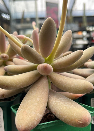 Pachysedum ´Captain Jessop´
