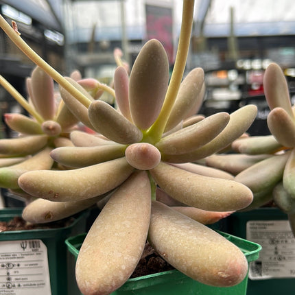 Pachysedum 'Captain Jessop'