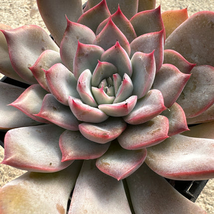 xGraptoveria 'Black Raccoon' | Graptoveria 'Black Raccoon'