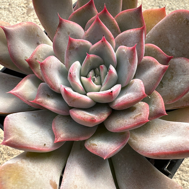 xGraptoveria 'Black Raccoon' | Graptoveria 'Black Raccoon'