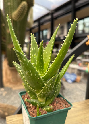 Aloe congolensis