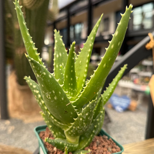 Aloe congolensis