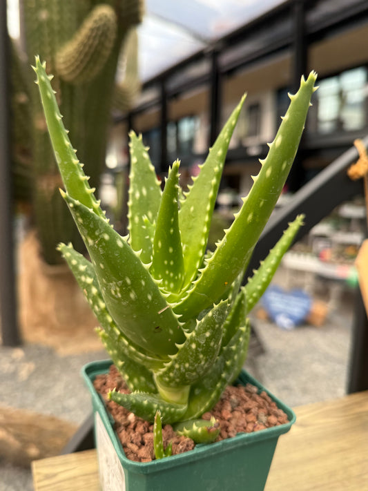 Aloe congolensis