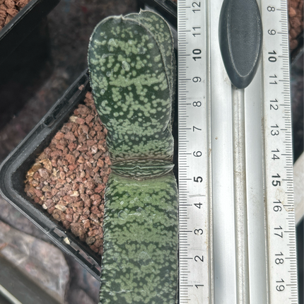 Gasteria pillansii var. ernesti-ruschii