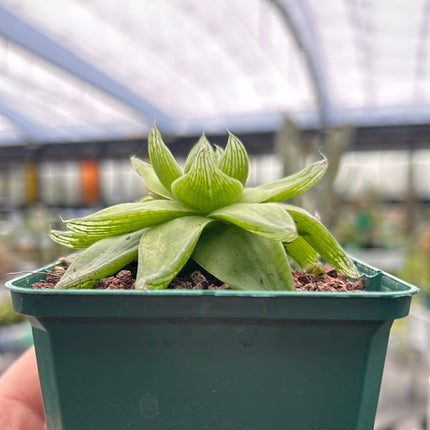 Haworthia cymbiformis 'Mark Jacobs'