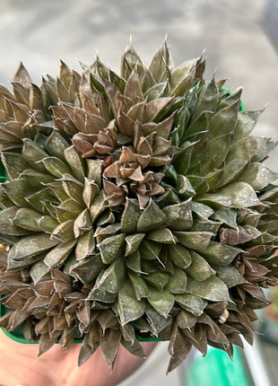 Haworthia batesiana var. reddii