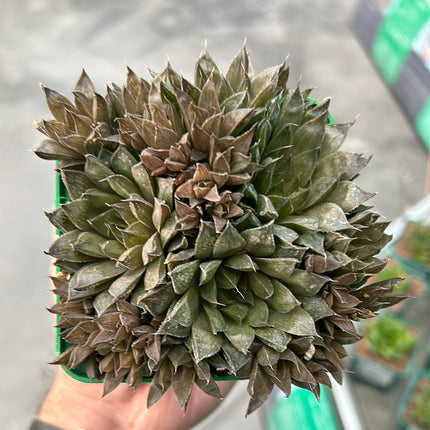 Haworthia batesiana var. reddii