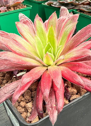 Aeonium 'Peacock' f. variegate