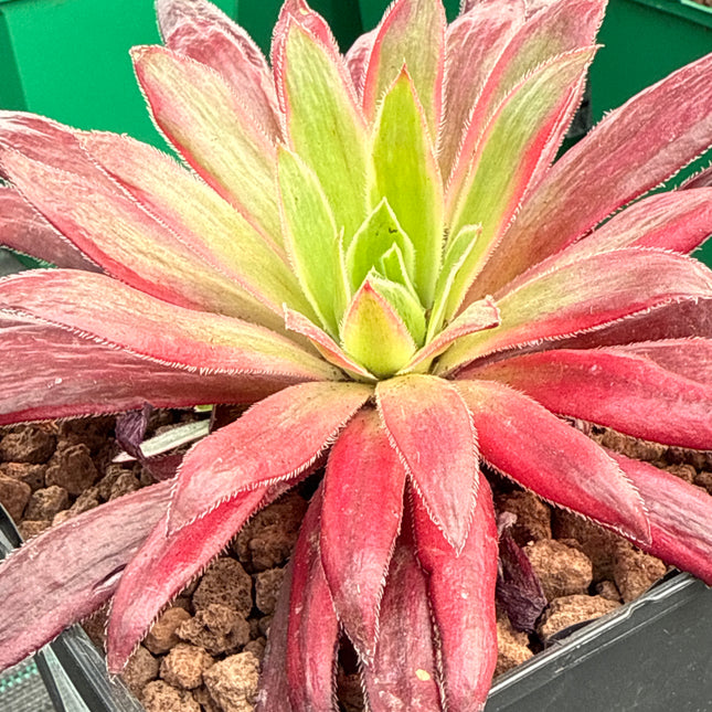 Aeonium ‘Peacock’ f. variegata