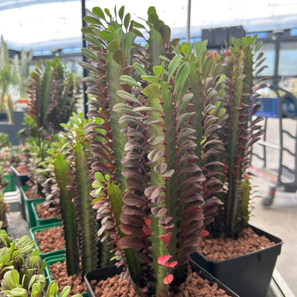 Euphorbia trigona 'Rubra'