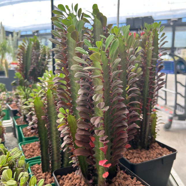 Euphorbia trigona 'Rubra'