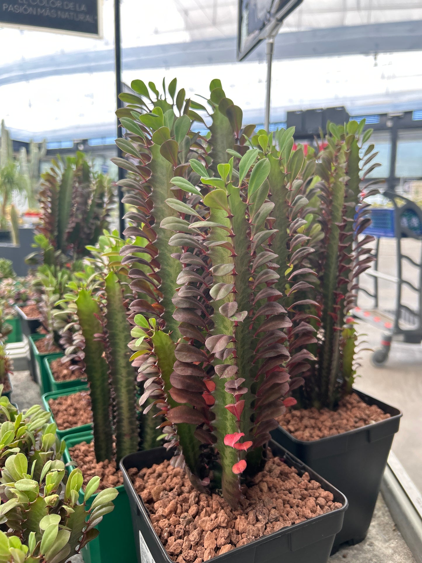 Euphorbia trigona 'Rubra'